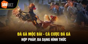 Đá Gà Mộc Bài - Cá Cược Đá Gà Hợp Pháp, Đa Dạng Hình Thức