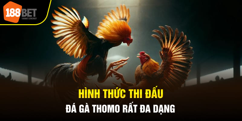 Hình thức thi đấu đá gà Thomo rất đa dạng