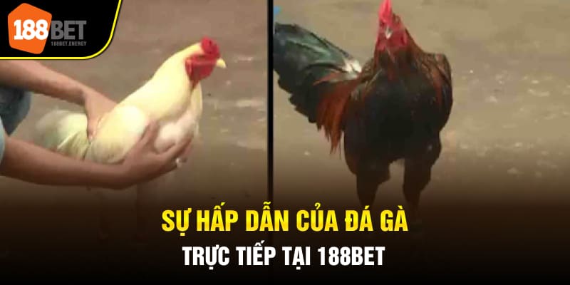 Sự hấp dẫn của đá gà trực tiếp tại 188BET
