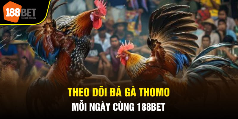 Theo dõi đá gà Thomo mỗi ngày cùng 188bet