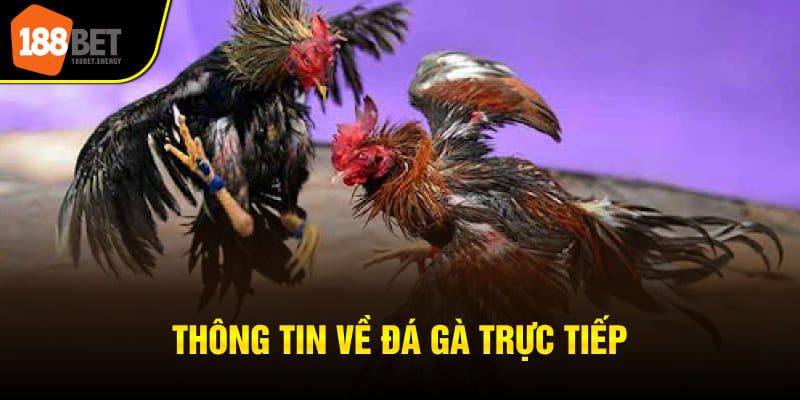 Thông tin về đá gà trực tiếp