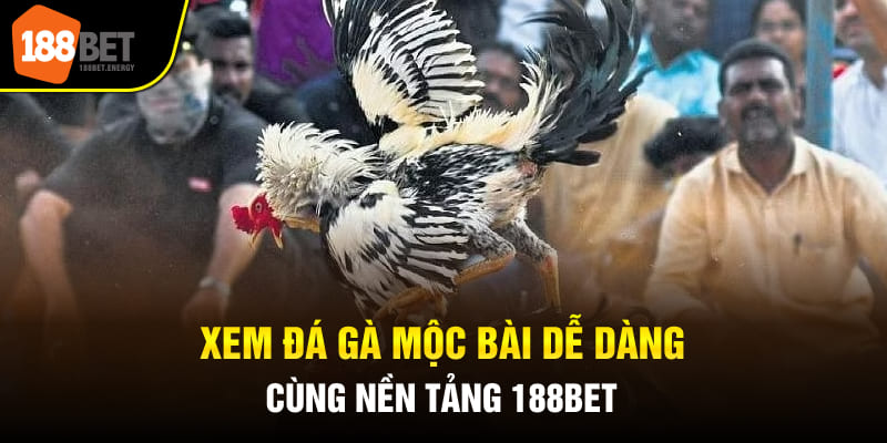 Xem đá gà Mộc Bài dễ dàng cùng nền tảng 188bet